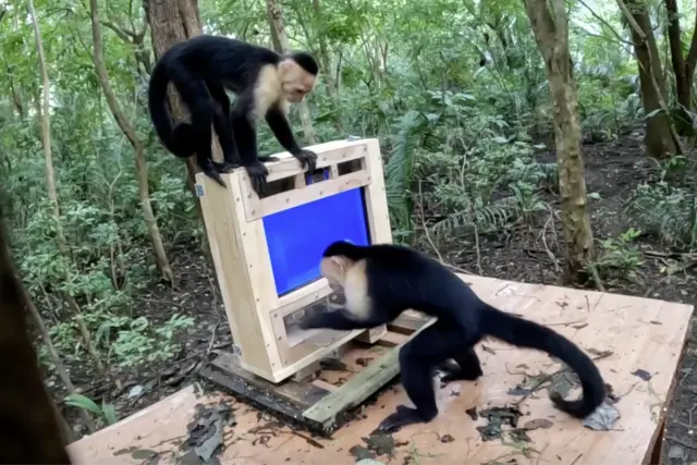 two capuchin monkeys with an AI screen reader