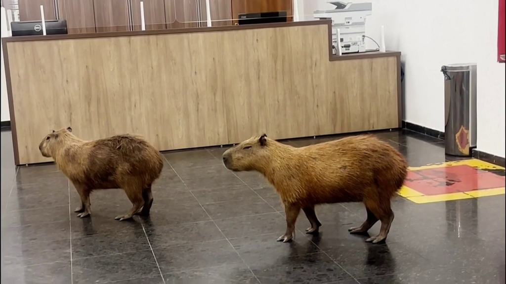 Capybaras crash Brazilian lawmakers’ voting session and steal the show Capybaras crash Brazilian lawmakers' voting session and steal the show