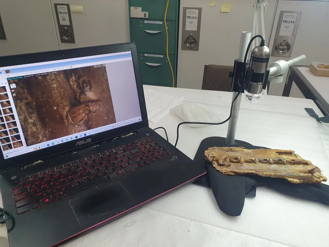 A laptop open on a table with a fossil next to it