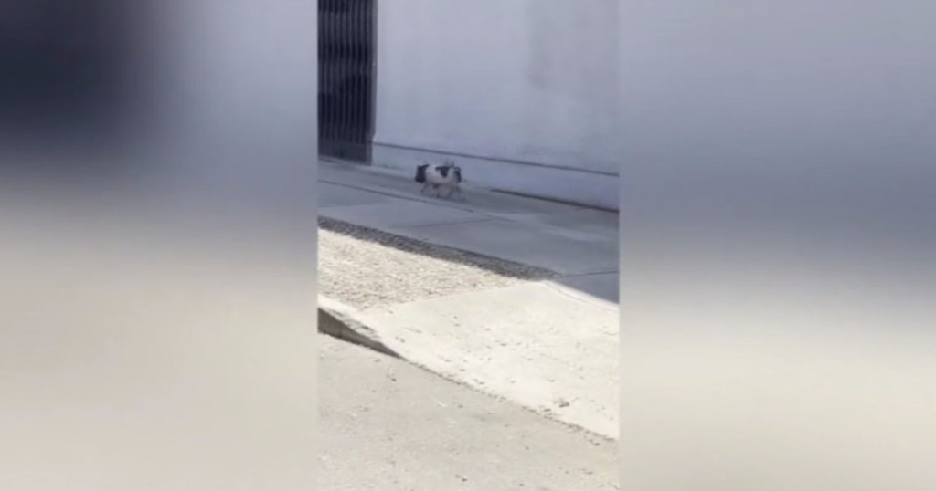 Social media video shows runaway pig running through West Hollywood streets