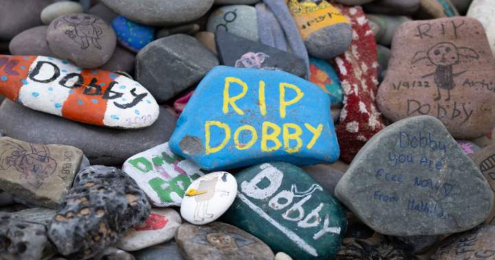 Harry Potter fans revolt over power cable route near Dobby fictional grave – National Harry Potter fans revolt over power cable route near Dobby fictional grave - National