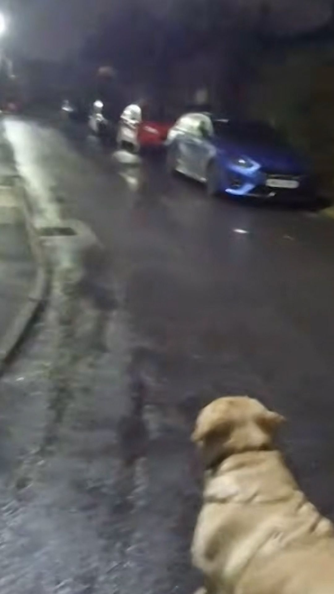 dog thumb 1.jpg