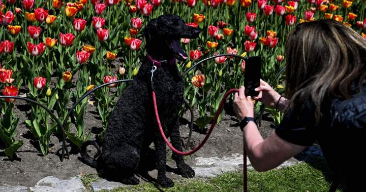 Dogs understand human emotions through facial expressions: study – National Dogs understand human emotions through facial expressions: study - National