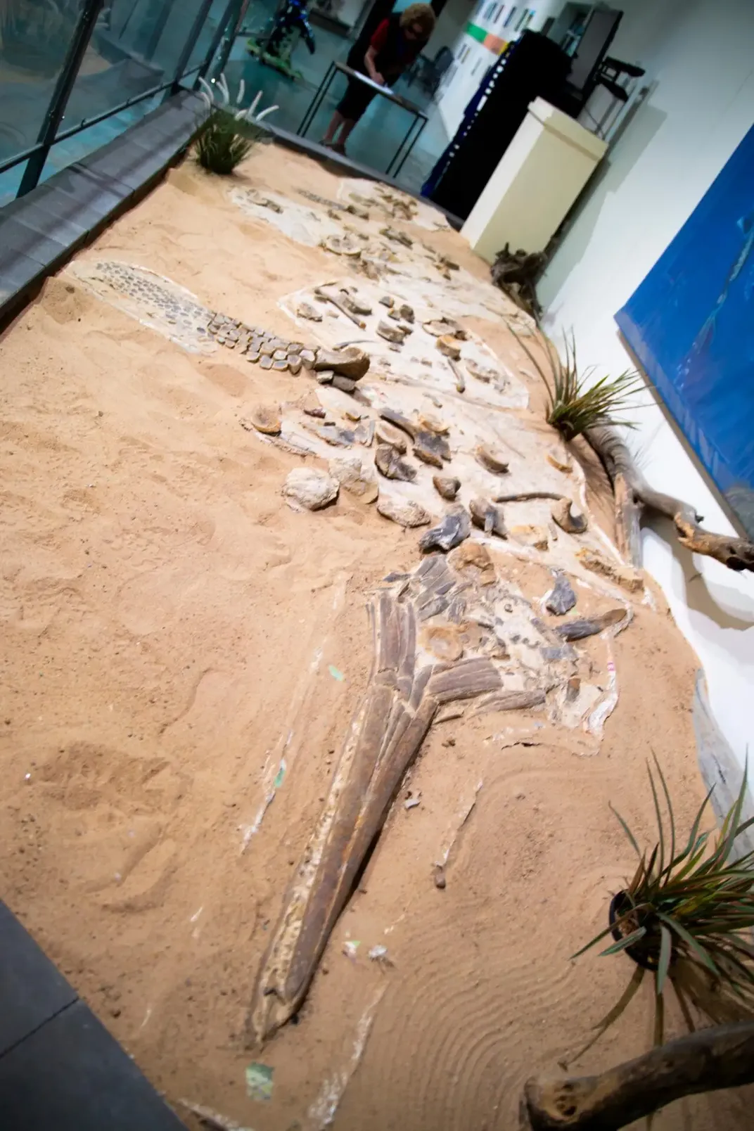 A preserved ichthyosaur fossil at a museum