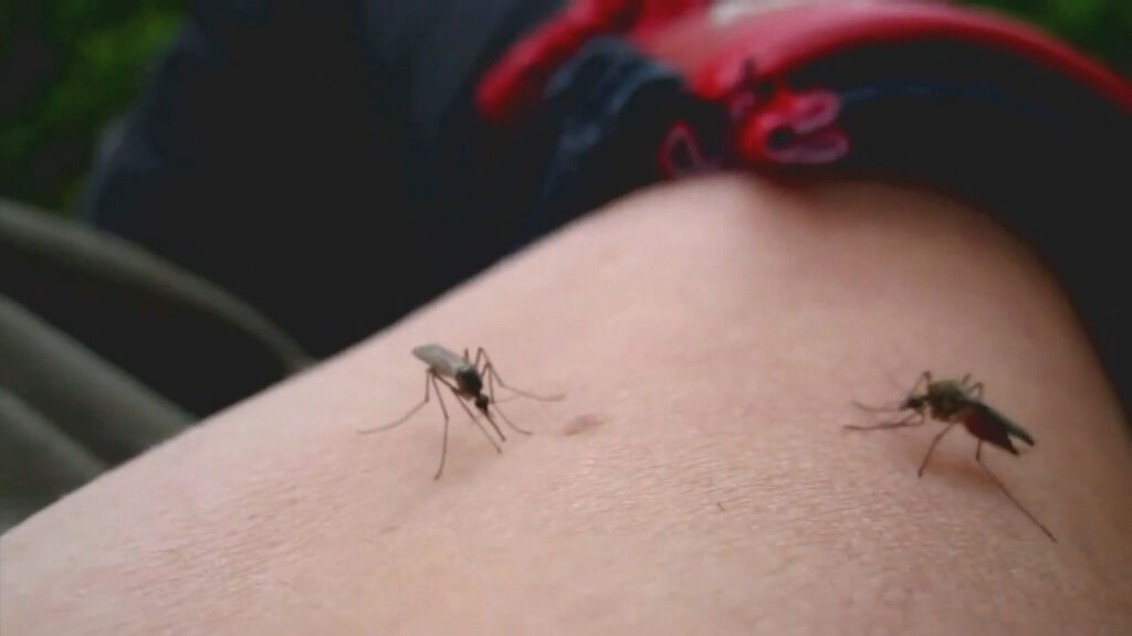 North Carolina’s first West Nile virus illness of 2026 reported: health officials North Carolina's first West Nile virus illness of 2026 reported: health officials