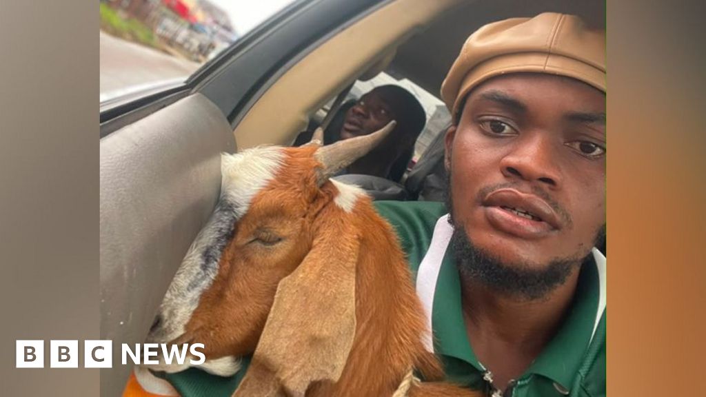 The Nigerian goat is now a celebrity The Nigerian goat is now a celebrity