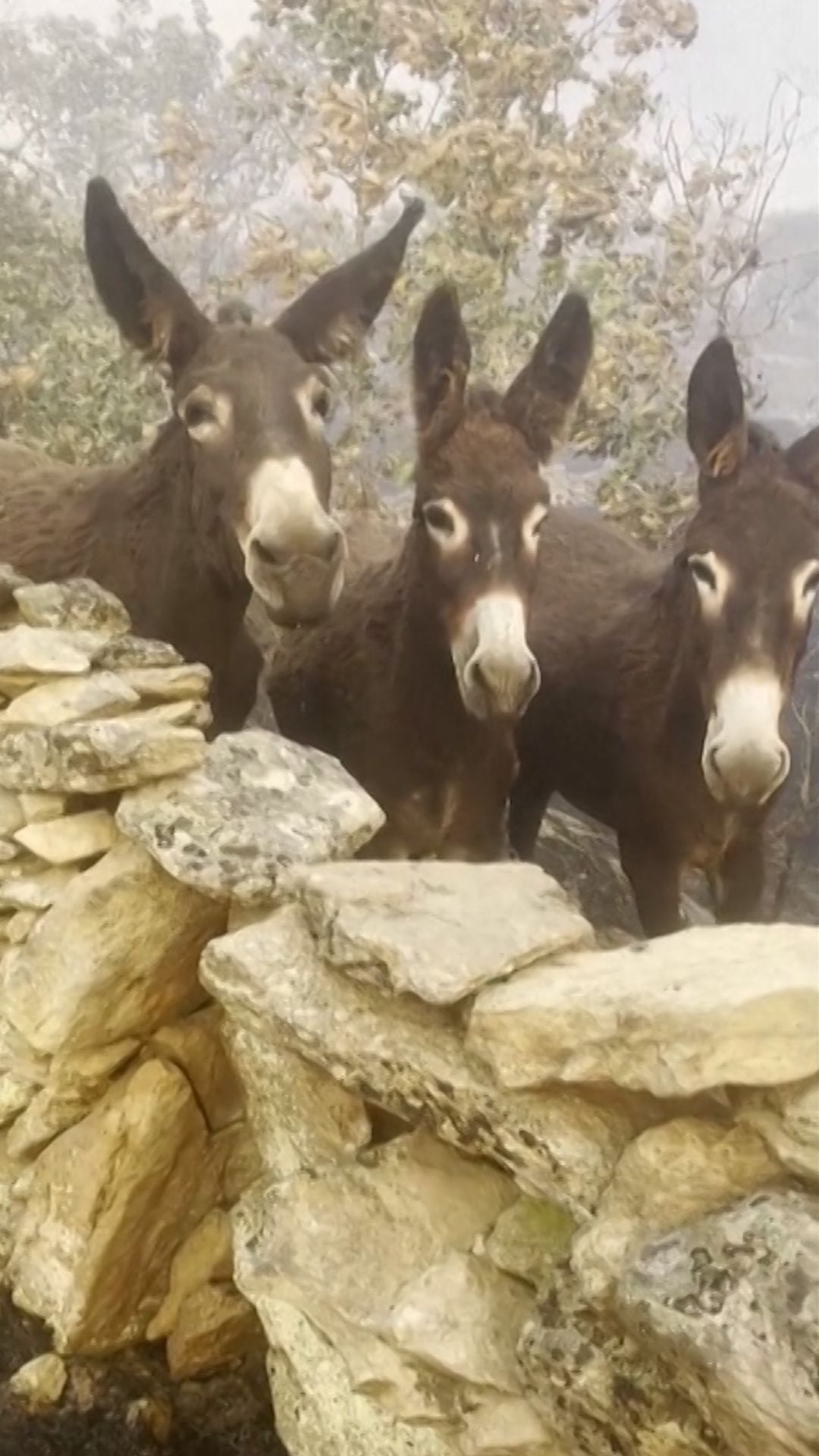 Farmer Donkeys THUMB clean0.jpg