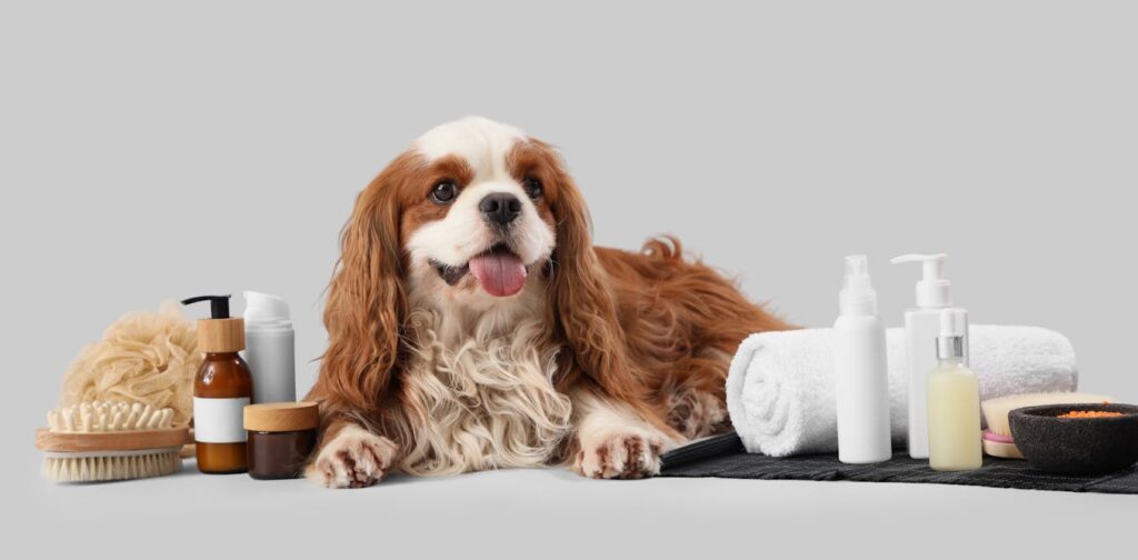 Poochmaxxing: the wellness industry is coming for your pets Poochmaxxing: the wellness industry is coming for your pets
