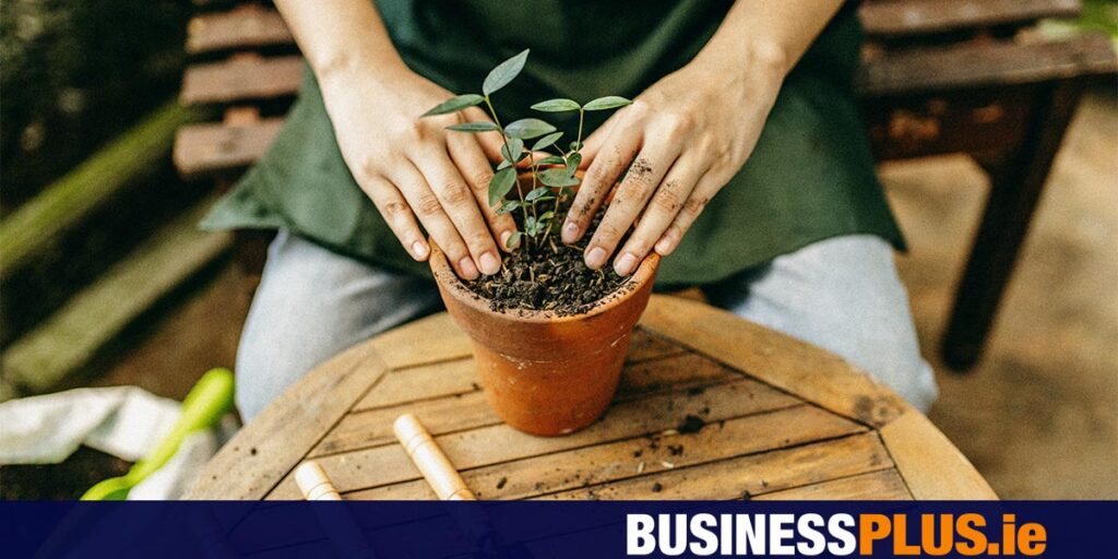 Rathwood Home and Garden World investor lays out longterm plan Rathwood Home and Garden World investor lays out longterm plan