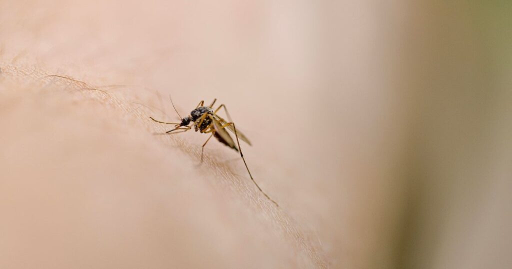 New Yorker tests positive for West Nile virus, NYC health department says New Yorker tests positive for West Nile virus, NYC health department says