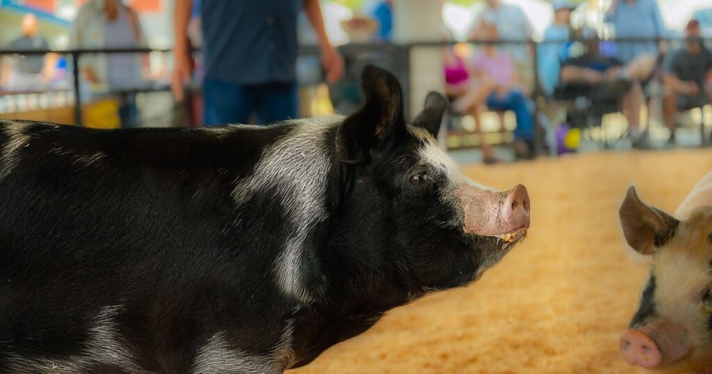 Michigan health officials confirm human case of swine flu after Kent County Youth Fair Michigan health officials confirm human case of swine flu after Kent County Youth Fair