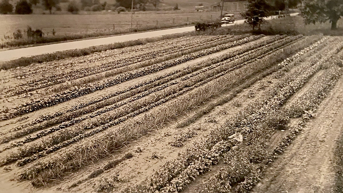 A boy picks beans on a farm in a black and white photo from 1929.