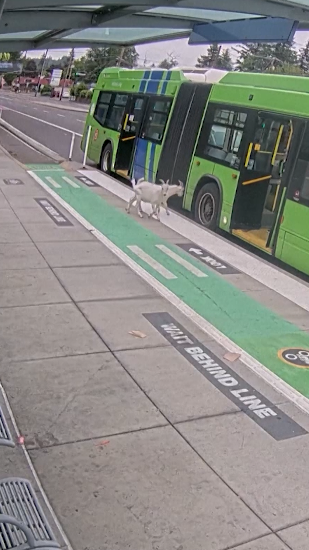 Goat bus vrt clean thumbnail.png
