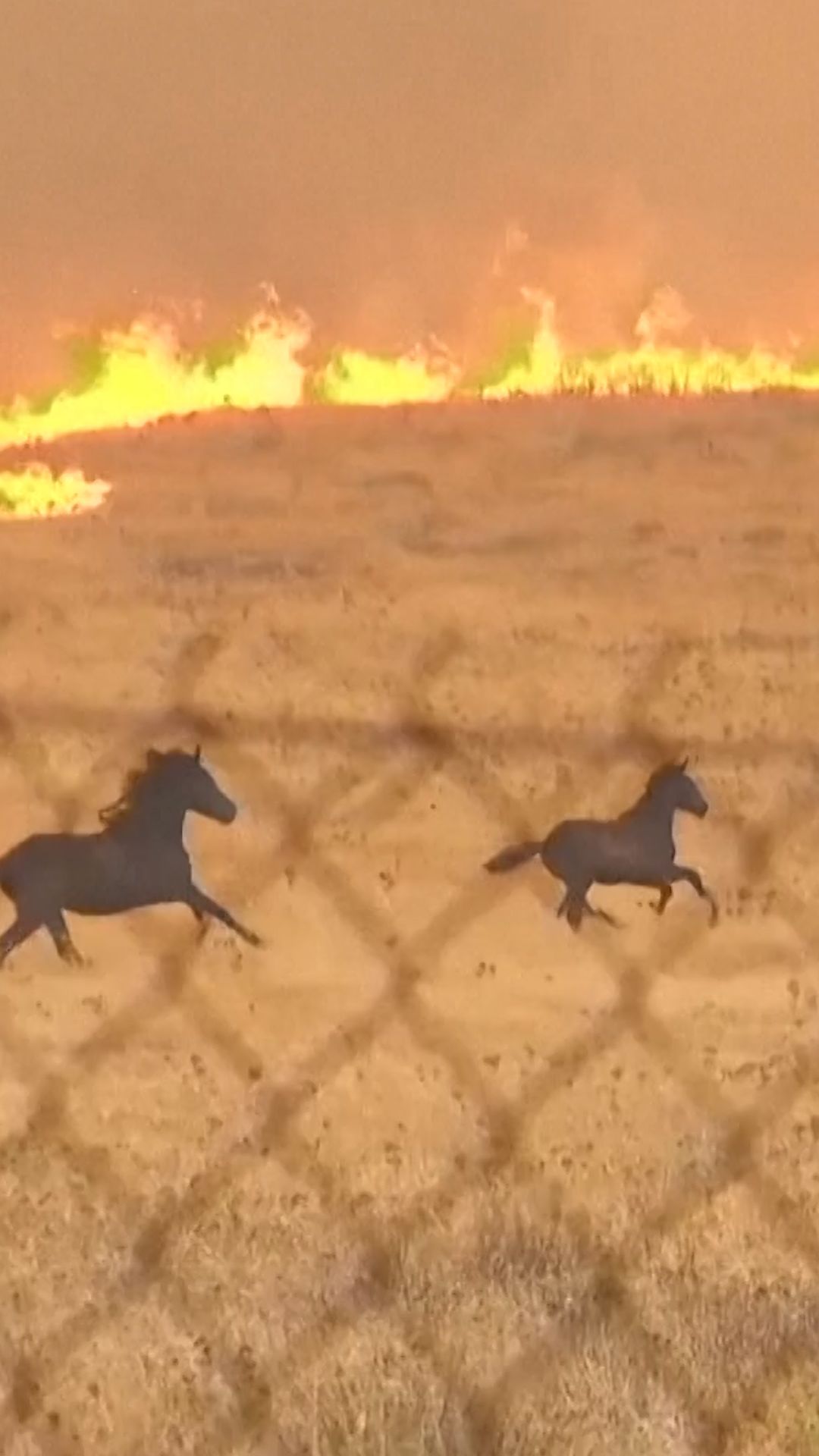 horses-flee-wildfire-greece-vrtc-cln'.jpg