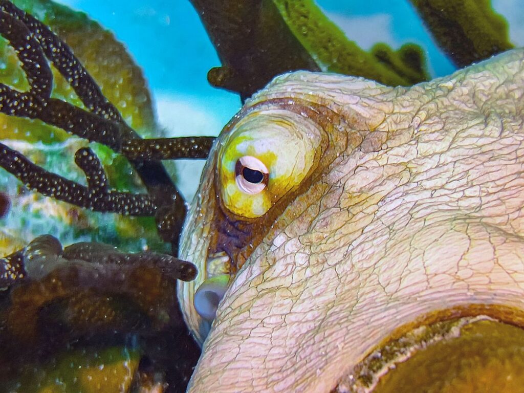 I’m sorry to bring you terrible news, but it appears octopuses can use mirrors to find food I'm sorry to bring you terrible news, but it appears octopuses can use mirrors to find food