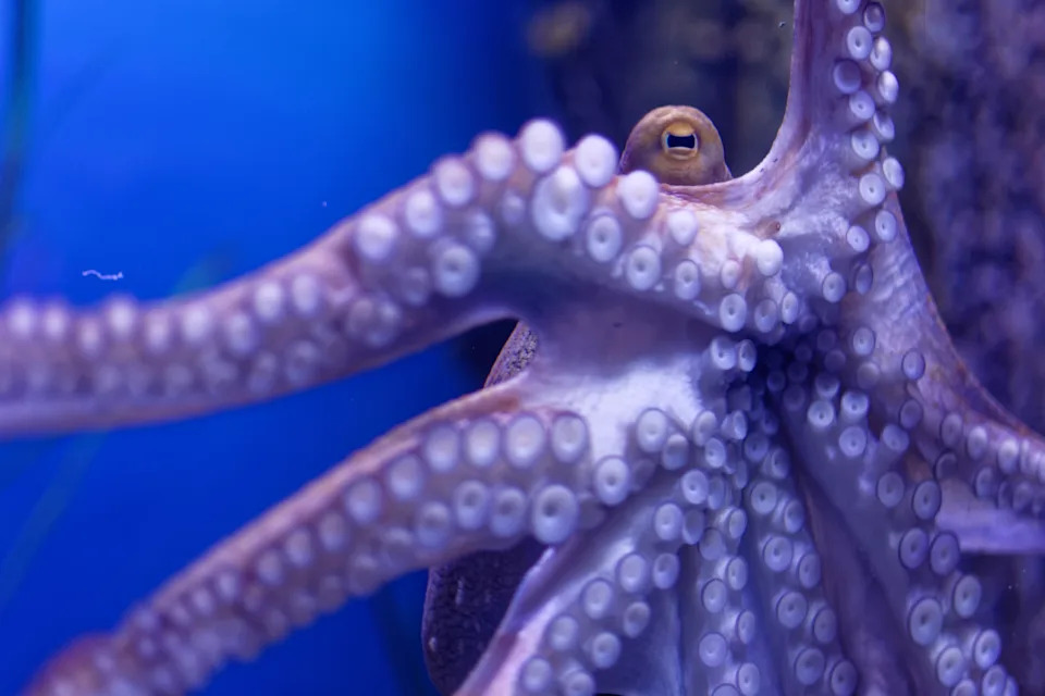 An octopus with tentacles on the window in an aquarium in Malta