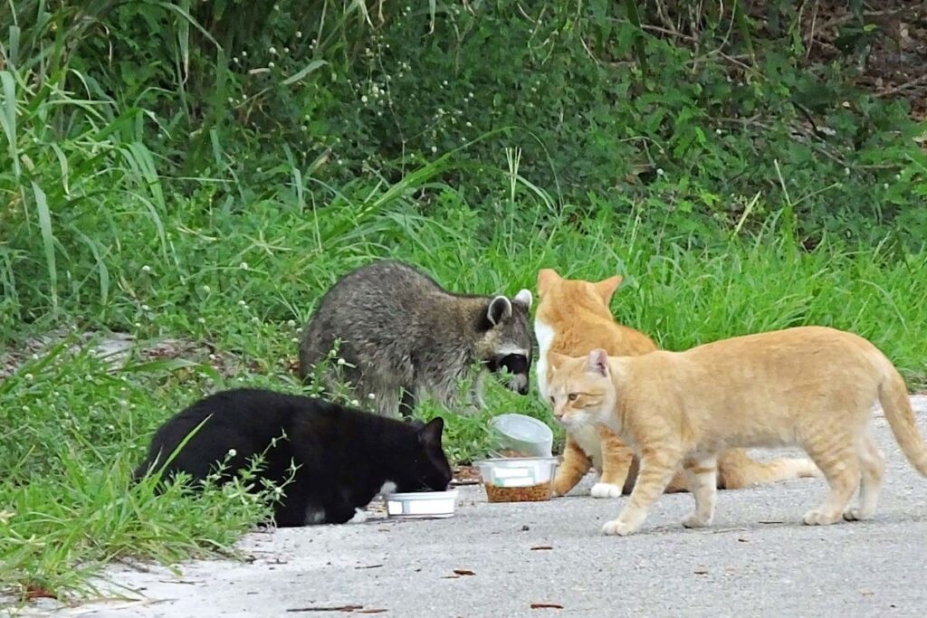 Leaving out cat food in parks could cost $100 under California wildlife protection plan Leaving out cat food in parks could cost $100 under California wildlife protection plan