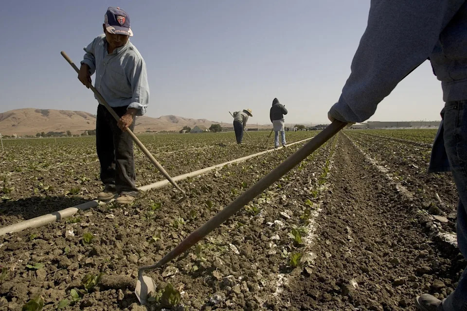 Iceberg lettuce was traced to the nation's largest outbreak of cyclosporiasis this summer. But sources of others remain elusive (Getty)