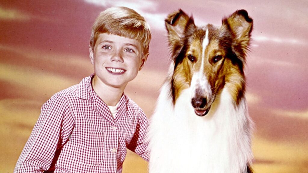 5 Best TV Shows That Starred Dogs, Ranked 5 Best TV Shows That Starred Dogs, Ranked