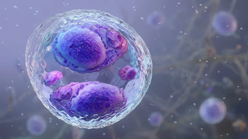 Quantic69/Getty Images - PHOTO: Microscopic view of the Cyclospora cayetanensis oocyst, foodborne parasite taken during laboratory research.