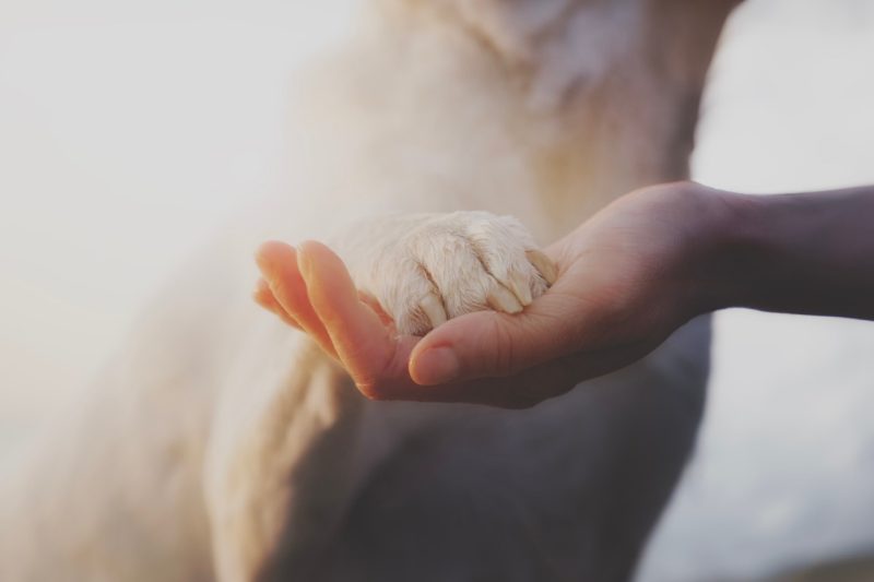 Sweet caress of an owner for his dog, concept of love and loyalty