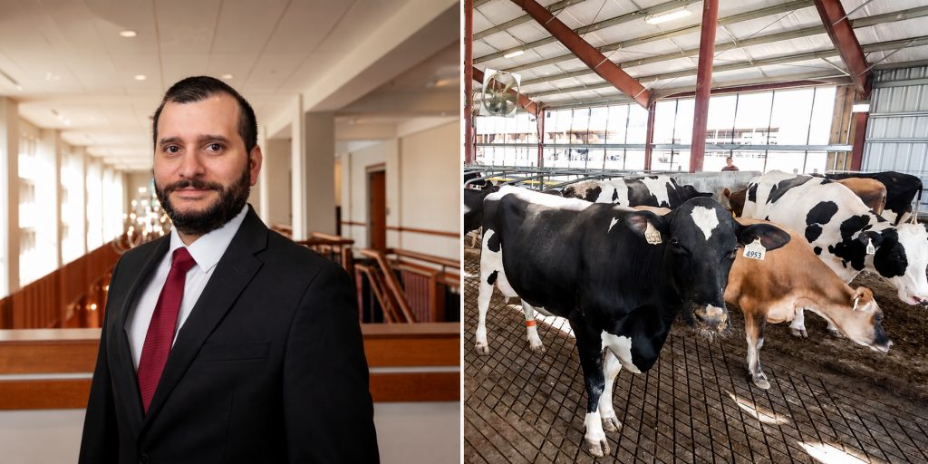 Feeding dairy cows to be more resilient to infection Feeding dairy cows to be more resilient to infection