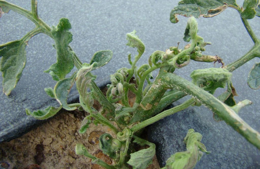 How to protect your garden from herbicide contamination How to protect your garden from herbicide contamination