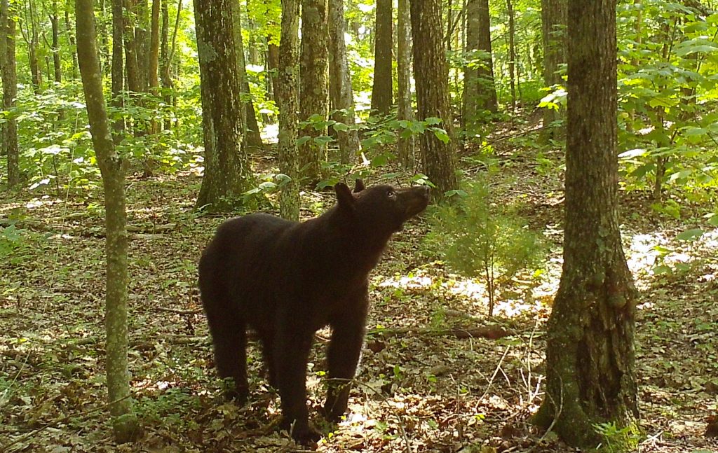 Scientists uncover environmental cues behind bear hibernation Scientists uncover environmental cues behind bear hibernation