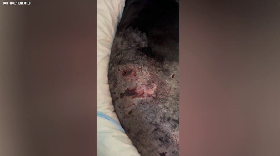 Alaska woman checks dog's injuries after bear attack