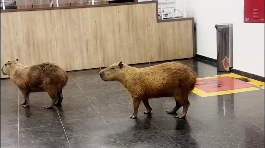 Capybaras wander into Brazilian legislature during voting session