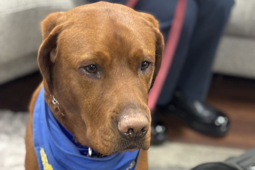 Captain Fathom, the crew's therapy dog.