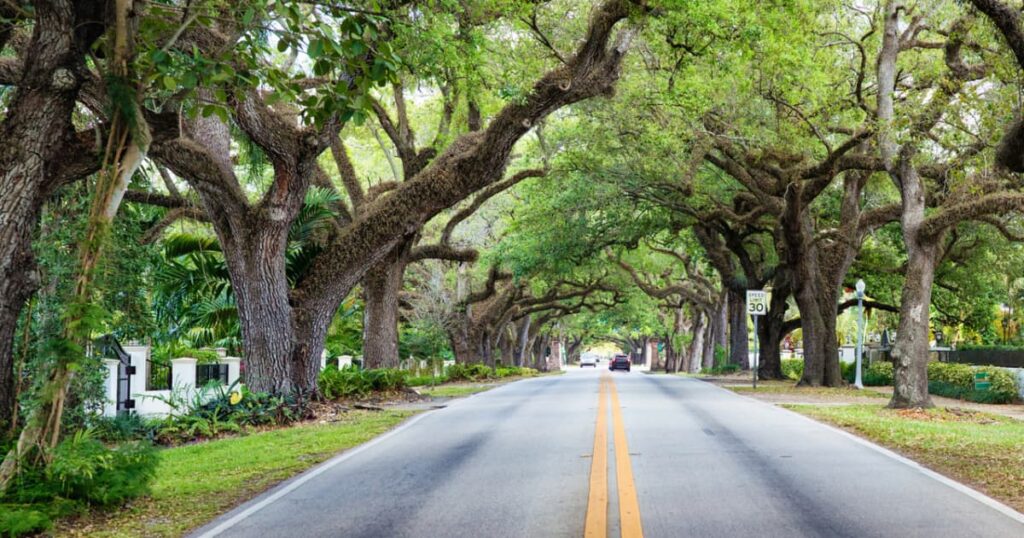 Want to beat the heat? Start with trees Want to beat the heat? Start with trees