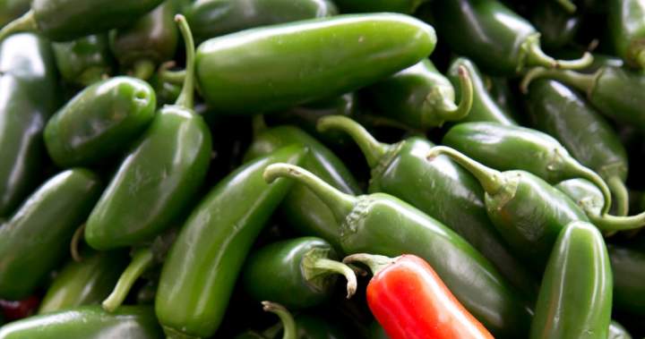 U.S. salmonella outbreak linked to jalapenos spreads in 27 states – National U.S. salmonella outbreak linked to jalapenos spreads in 27 states - National