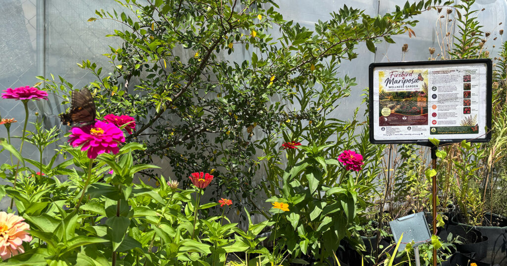 Firebird Mariposa Wellness Garden Creates Space for Reflection, Learning and Community at UDC Firebird Mariposa Wellness Garden Creates Space for Reflection, Learning and Community at UDC
