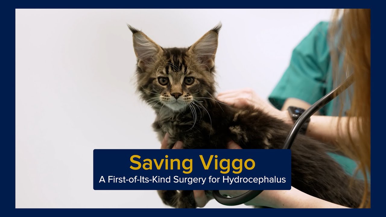 Thumbnail preview of Saving Viggo: The Kitten Surgery That Could Help Babies with Hydrocephalus