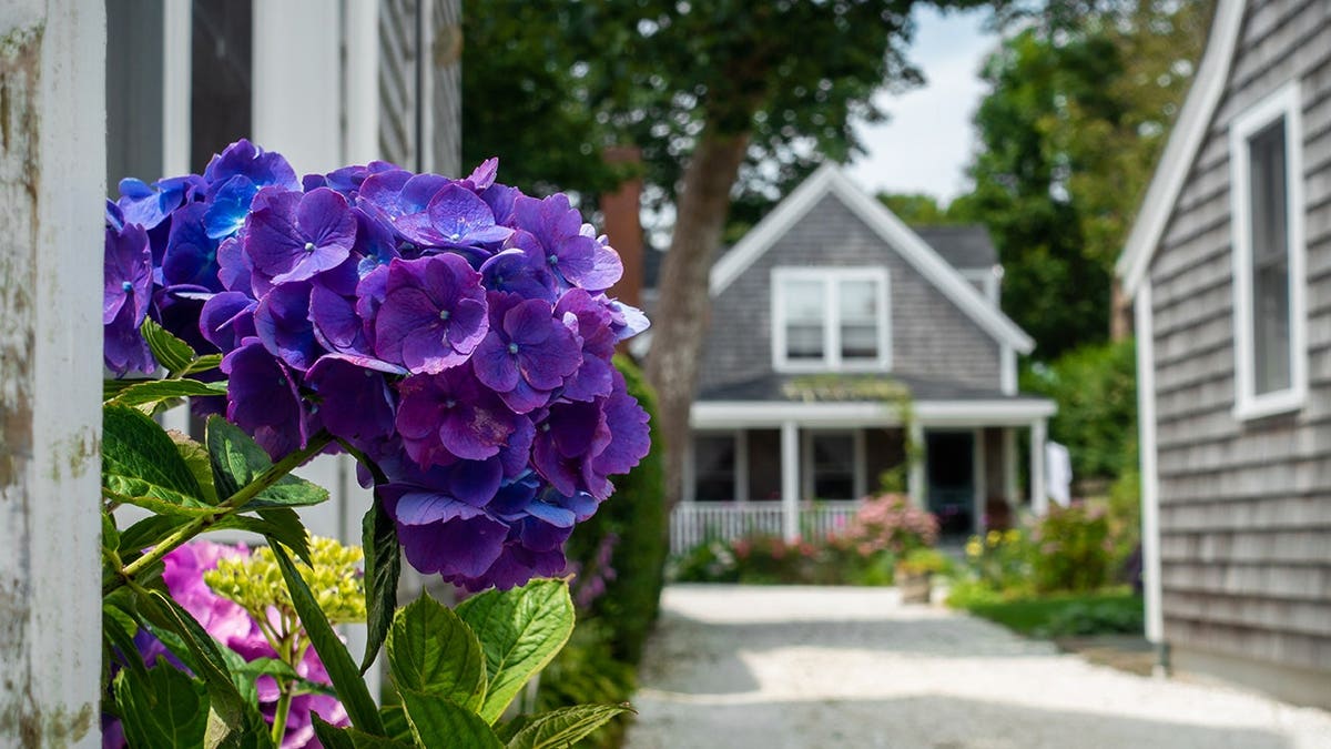 Hydrangea flower blooming on Nantucket Island.