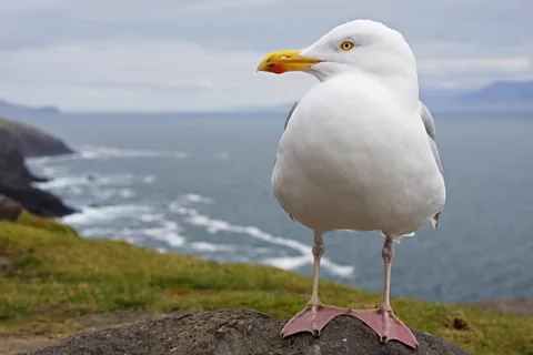 Getty Images Despite the rise of urban seagulls, herring gulls numbers across the world are plummeting (Credit: Getty Images)