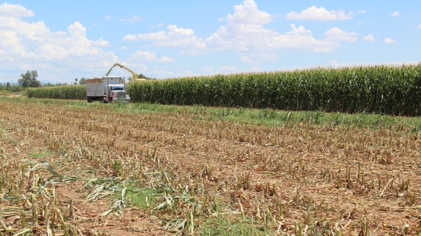 A truck harvests a crop on a large field on a farm.