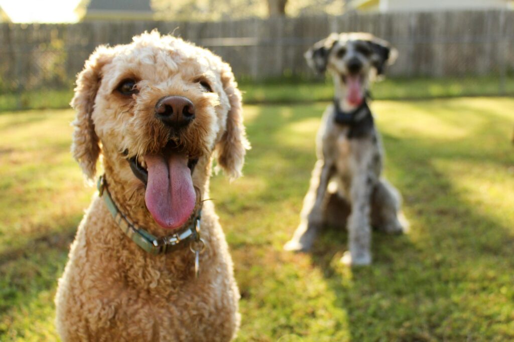 Purina and the Senior Dog Veterinary Society partner for canine nutrition education Purina and the Senior Dog Veterinary Society partner for canine nutrition education