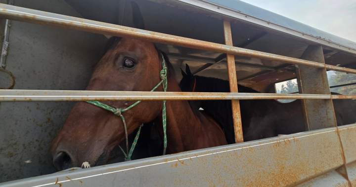As massive B.C. wildfire raged, groups worked to rescue livestock, animals As massive B.C. wildfire raged, groups worked to rescue livestock, animals