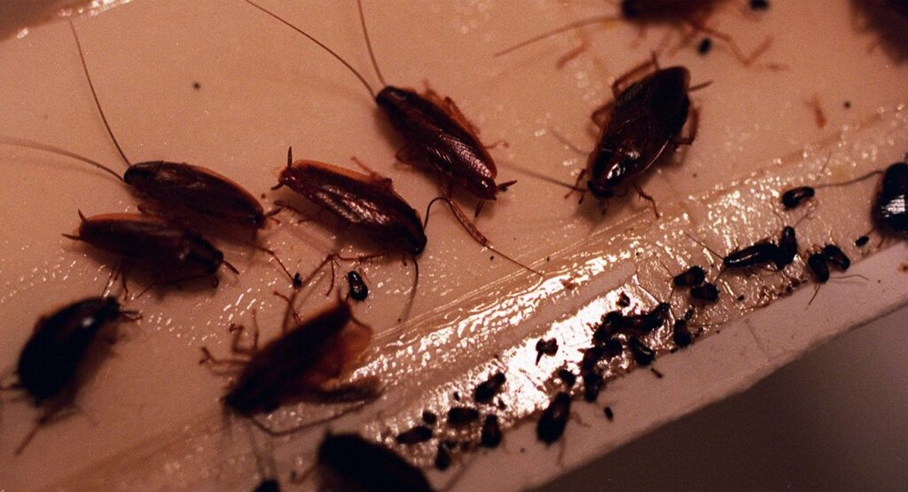 Live roaches in freezer: San Antonio's worst restaurant inspections in July