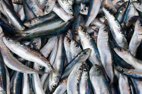 Sardines