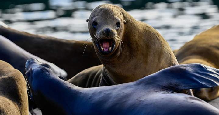 18-year-old man seen on video kicking sea lion pleads guilty – National 18-year-old man seen on video kicking sea lion pleads guilty - National