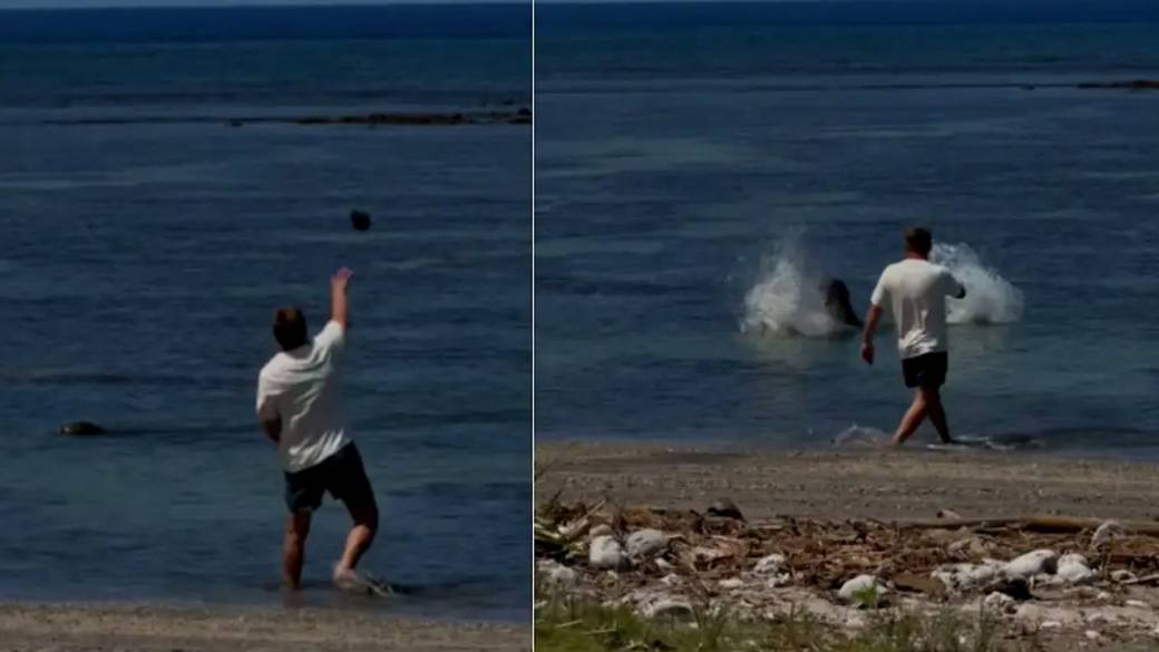 Click to play video: 'Hawaii visitor throws rock at protected monk seal'