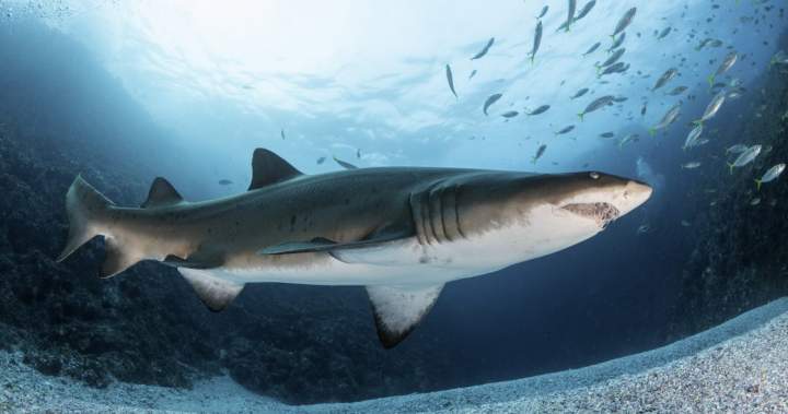 Thrill-seeking influencers chasing shark selfies are getting bitten – National Thrill-seeking influencers chasing shark selfies are getting bitten - National
