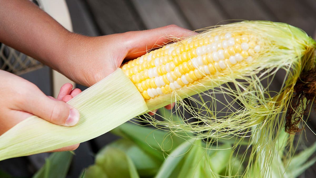 A person inspects an ear of corn.