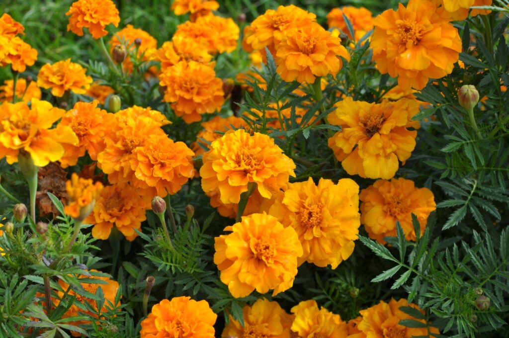 Billions of dollars of discarded marigold flowers could become a new source of sustainable food Billions of dollars of discarded marigold flowers could become a new source of sustainable food