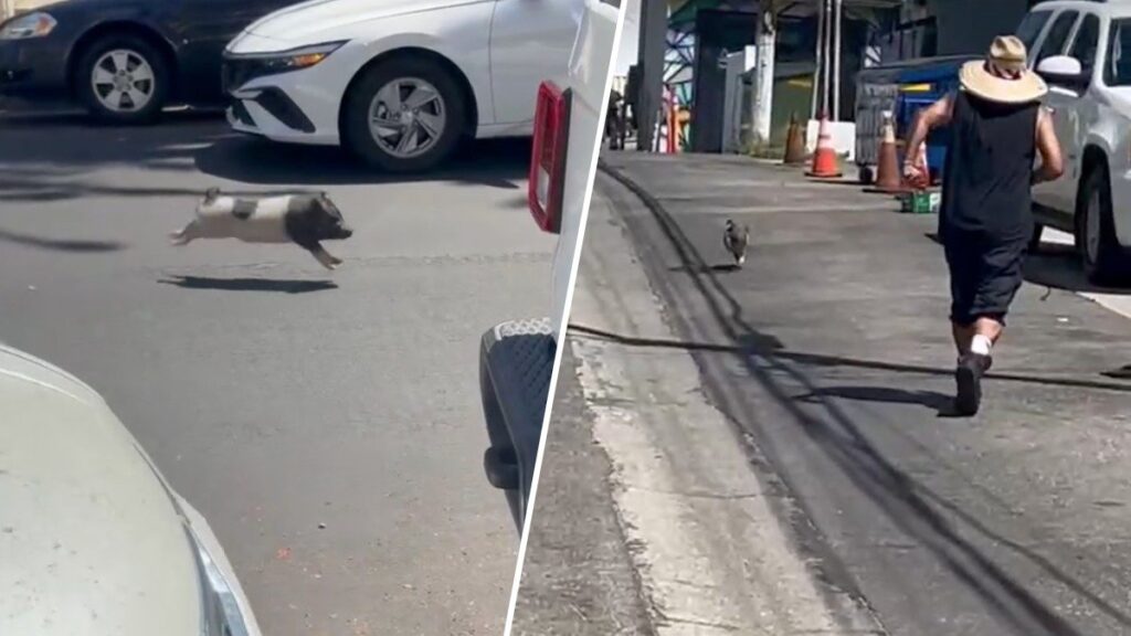 Runaway pig spotted in West Hollywood Runaway pig spotted in West Hollywood