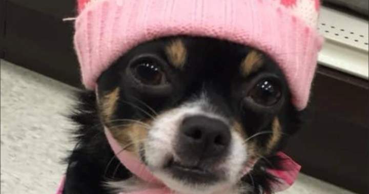New trial ordered for B.C. man convicted in killing of ex-girlfriend’s chihuahua – BC New trial ordered for B.C. man convicted in killing of ex-girlfriend’s chihuahua - BC