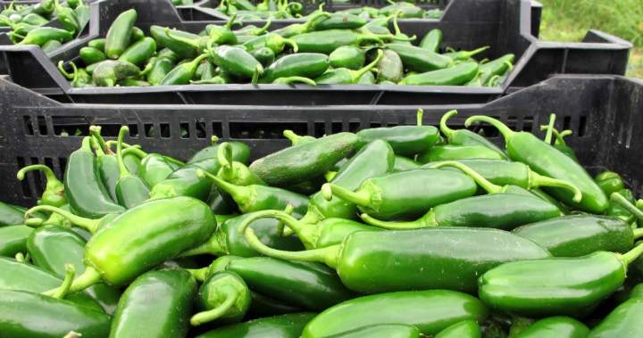 Taylor Farms recalls jalapeno products amid salmonella outbreak – National Taylor Farms recalls jalapeno products amid salmonella outbreak - National